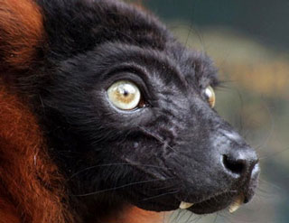 A red ruffed lemur